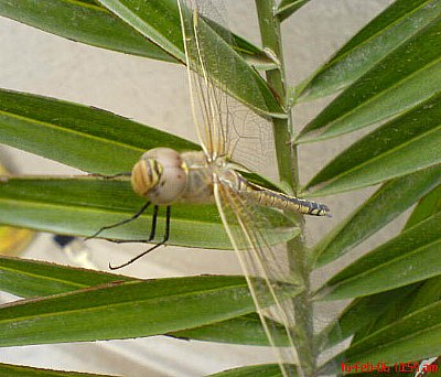 Dragonfly