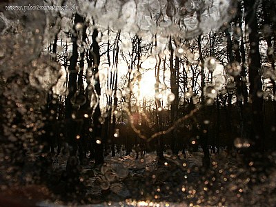 Blick in den Wald