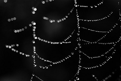 Web/Bokeh