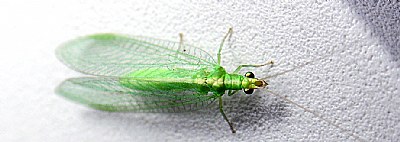 Green Bug