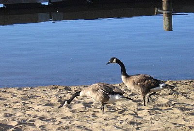 Mr. &  Mrs Grebe