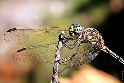 Dragonfly