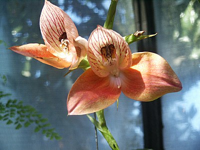 Orchid1