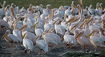 Pelican Party