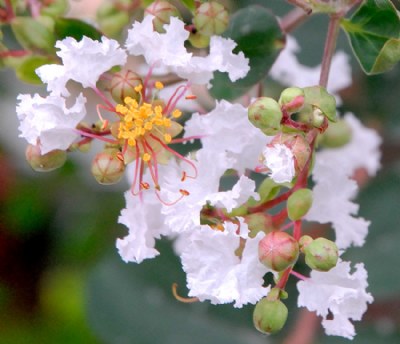 Flower Cycle?