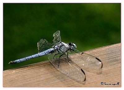 Tattered wings