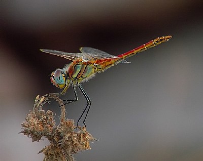 Dragonfly