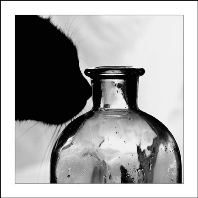 Glass&Cat