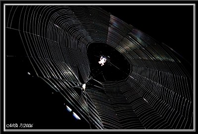 Spider and Web