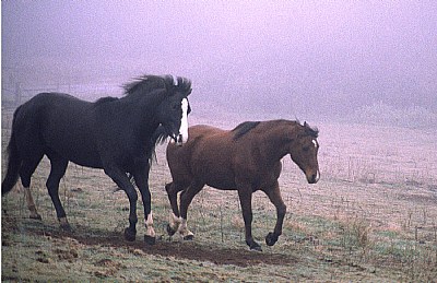 Two Horses