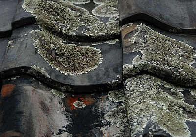 lichenous tile