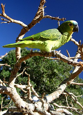 Parrot