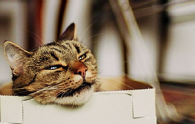 Cat In The Box 2