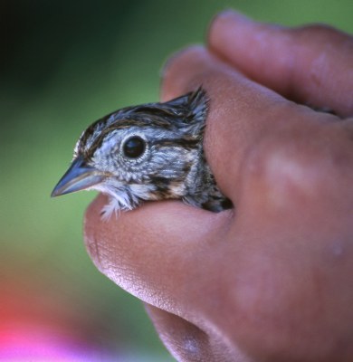 Bird count