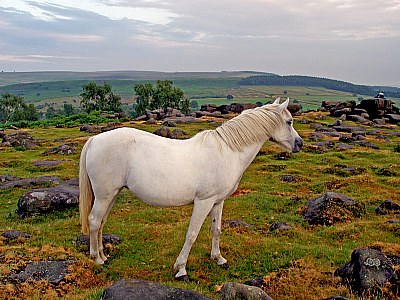 Horse