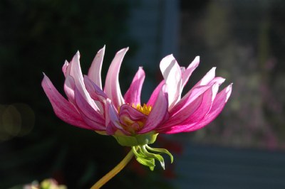 Sunset  Dahlia