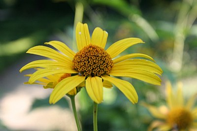 Dancing Margarida