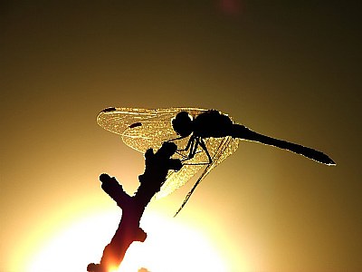 Dragonfly