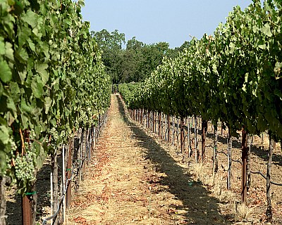 Vineyard Alexander Valley