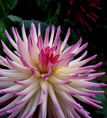 Just Another Dahlia