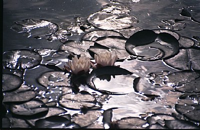 water - lily