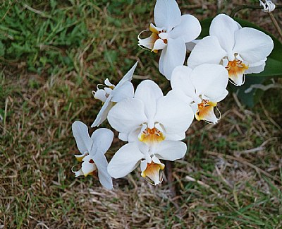 Orchid