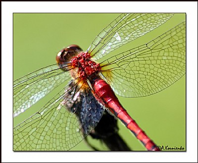 Delicate Wings