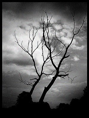 Dead tree...