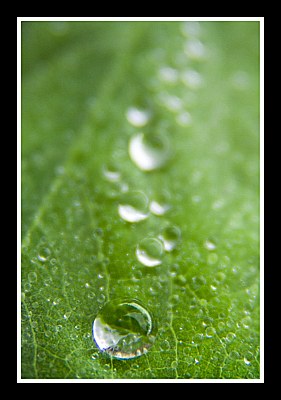 Morning Dew 1