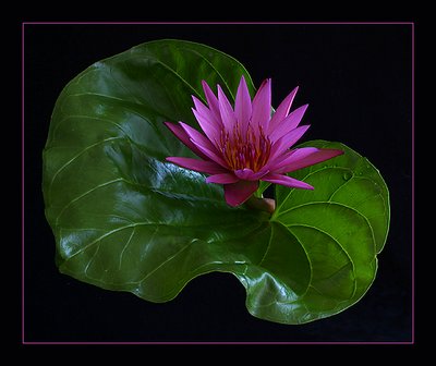 Water Lily