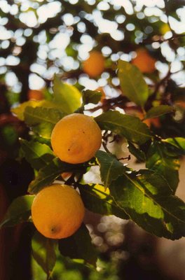 Land of Lemons