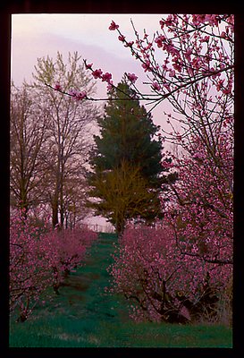 Peach blossome