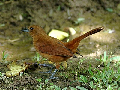 brown bird