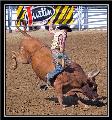Bull Riding