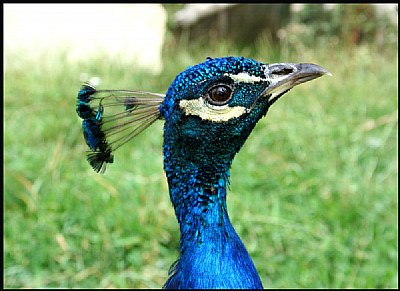 Peacock