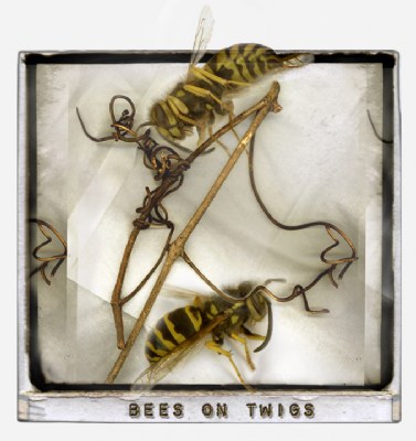 bees_on_twigs