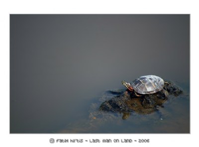 Turtle on land