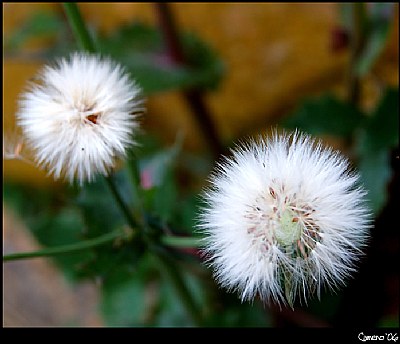 Dandelions