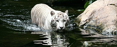 White Tiger