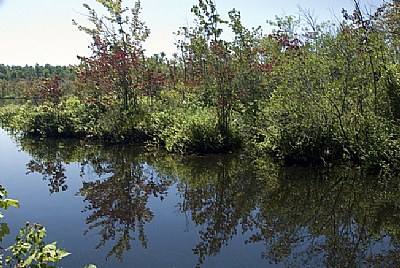 Natural Mirror