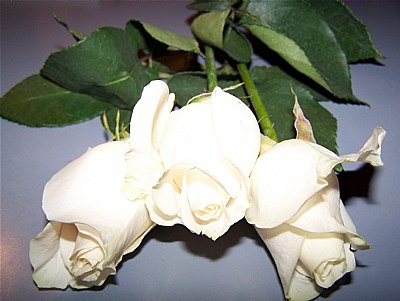 3 White Roses