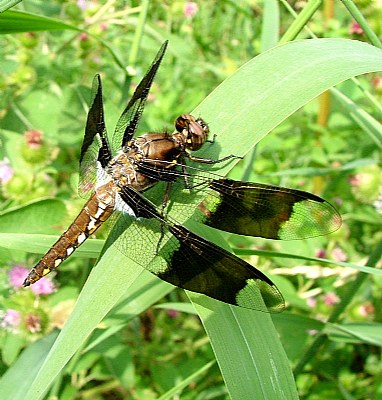 Another Dragonfly