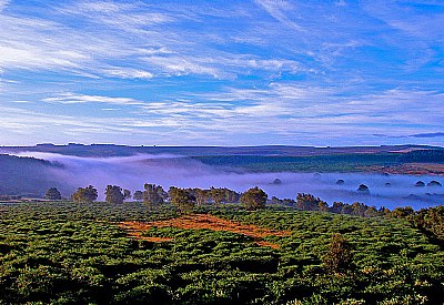 Veil of morning mist