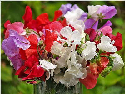 Sweetpeas