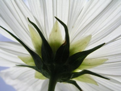 White Flower 1