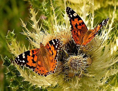 Thistel butterflys