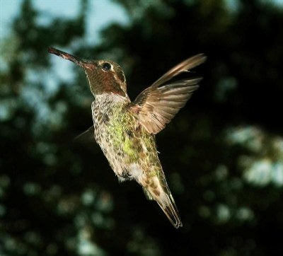 Anna's Hummingbird