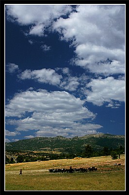 Sheeps And Sky