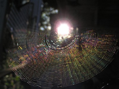 Spider sunrise