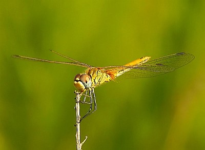 Dragonfly